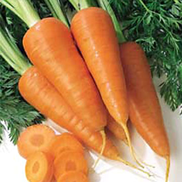 Carrots.jpg