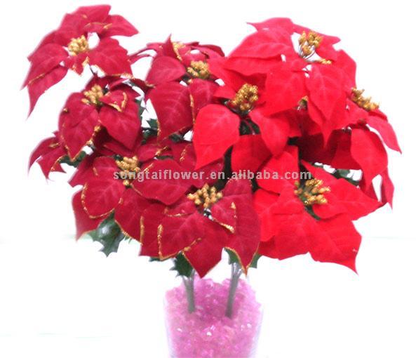 Christmas Flower Pictures